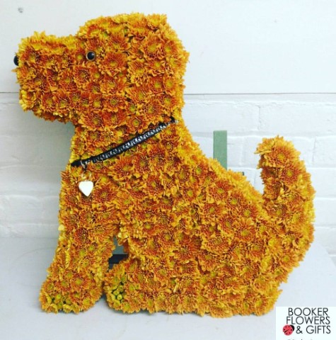 <h2>Brown Dog Tribute | Funeral Flowers</h2>
<ul>
<li>Approximate Size W 60cm H 60cm</li>
<li>Hand created brown sitting dog (can be done in other colours)</li>
<li>To give you the best we may occasionally need to make substitutes</li>
<li>Funeral Flowers will be delivered at least 2 hours before the funeral</li>
<li>For delivery area coverage see below</li>
</ul>
<br>
<h2>Liverpool Flower Delivery</h2>
<p>We have a wide selection of Bespoke Funeral Tributes offered for Liverpool Flower Delivery. Bespoke Funeral Tributes can be provided for you in Liverpool, Merseyside and we can organize Funeral flower deliveries for you nationwide. Funeral Flowers can be delivered to the Funeral directors or a house address. They can not be delivered to the crematorium or the church.</p>
<br>
<h2>Flower Delivery Coverage</h2>
<p>Our shop delivers funeral flowers to the following Liverpool postcodes L1 L2 L3 L4 L5 L6 L7 L8 L11 L12 L13 L14 L15 L16 L17 L18 L19 L24 L25 L26 L27 L36 L70 If your order is for an area outside of these we can organise delivery for you through our network of florists. We will ask them to make as close as possible to the image but because of the difference in stock and sundry items it may not be exact.</p>
<br>
<h2>Liverpool Funeral Flowers | Bespoke Tributes</h2>
<p>This sitting dog-shaped funeral design which can be made in any colour (shown here in brown) has been loving handcrafted by our expert florists. It features a mass of spray chrysanthemums and is an ideal tribute for a pet owner, dog lover or dog walker.</p>
<br>
<p>Bespoke Funeral Tributes are a way to create a tribute that is truly unique and specially designed for a loved one.</p>
<br>
<p>These are sometimes selected by family members as the main tribute or more often a group of friends or workplace colleagues as a symbol of things they associate with the deceased.</p>
<br>
<p>The flowers are arranged in floral foam, which means the flowers have a water source so they look their very best for the day.</p>
<br>
<h2>Best Florist in Liverpool</h2>
<p>Trust Award-winning Liverpool Florist, Booker Flowers and Gifts, to deliver funeral flowers fitting for the occasion delivered in Liverpool, Merseyside and beyond. Our funeral flowers are handcrafted by our team of professional fully qualified who not only lovingly hand make our designs but hand-deliver them, ensuring all our customers are delighted with their flowers. Booker Flowers and Gifts your local Liverpool Flower shop.</p>
<br>
<p><em>Debera G - 5 Star Review on yell.com - Funeral Florist Liverpool</em></p>
<br>
<p><em>Fleur and her team made the flowers for my Dad's funeral. I knew I wanted something quite specific but was quite unsure how to execute the idea. Fleur understood immediately what I was hoping to achieve and developed the ideas into amazingly beautiful flowers that were just perfect. I honestly can't recommend her highly enough - she created something outstanding and unique for my Dad. Thanks Fleur.</em></p>